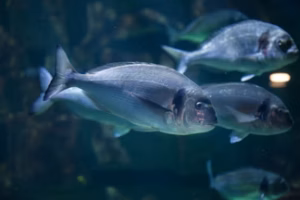Sea bream